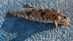 アイナメの釣果