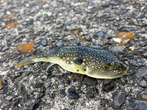 周防大島（屋代島）