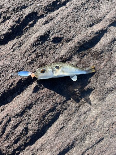 茅ヶ崎ヘッドランド