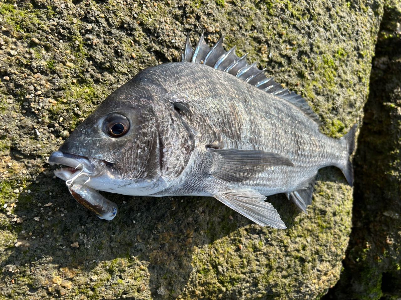 SHIMANO 23ディアルーナ S86MLの最安値・インプレ・釣果 | 本音の