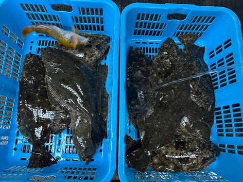 ヒラメの釣果