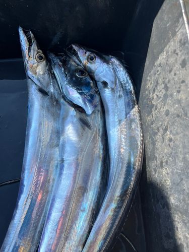 タチウオの釣果