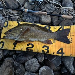 スモールマウスバス