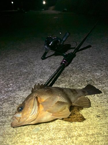 三陸海岸（岩手）