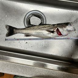 セイゴ（ヒラスズキ）