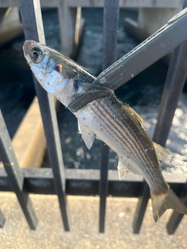 碧南海釣り公園