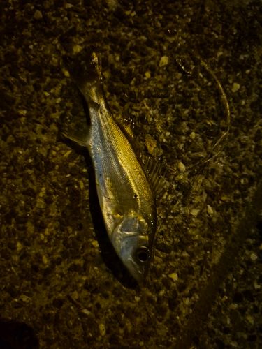 セイゴ（タイリクスズキ）の釣果