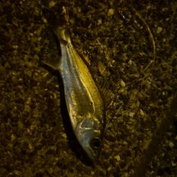 セイゴ（タイリクスズキ）