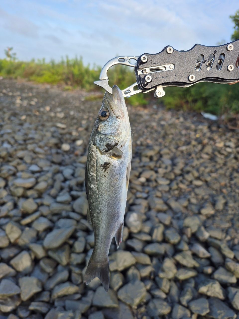 セイゴ（タイリクスズキ）