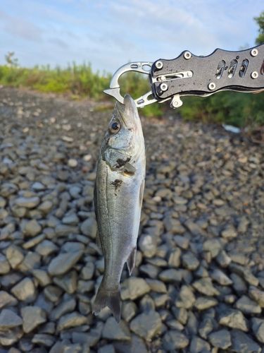 セイゴ（タイリクスズキ）の釣果