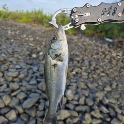 セイゴ（タイリクスズキ）