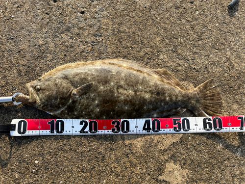 ヒラメの釣果