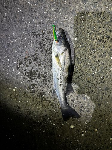 養老川臨海公園