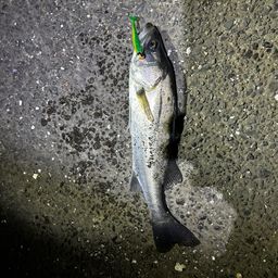 フッコ（マルスズキ）