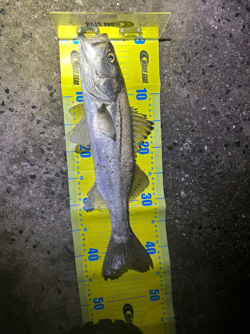 SHIMANO 22ソアレ SS S76L-Sの最安値・インプレ・釣果 | 本音の口コミ