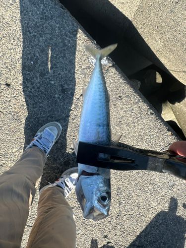 サバの釣果