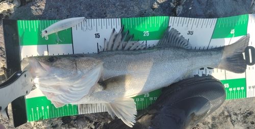 シーバスの釣果