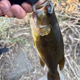 スモールマウスバス