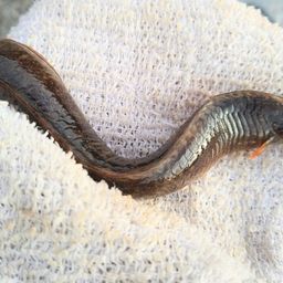 ダイナンギンポ