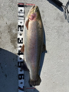 ニジマスの釣果