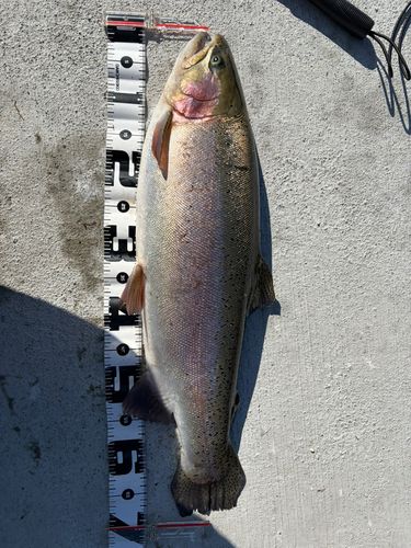 ニジマスの釣果