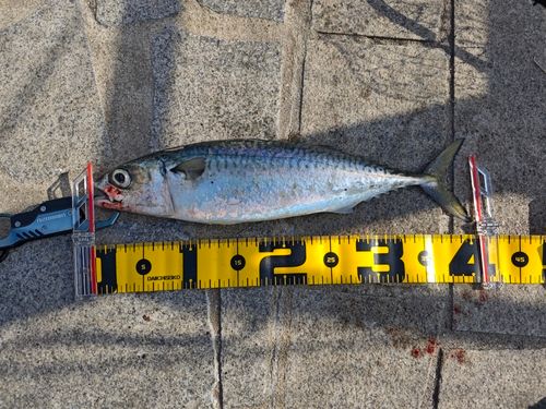 サバの釣果