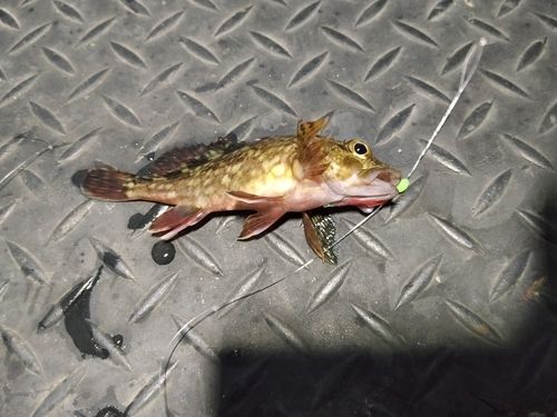 本牧海づり施設