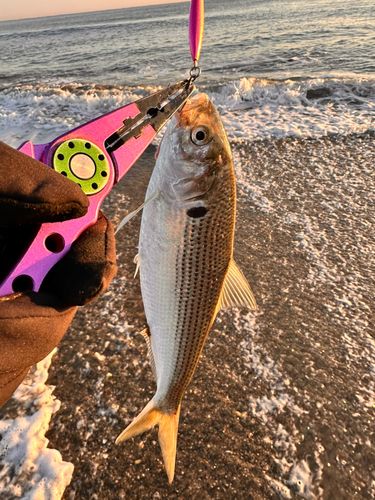 コノシロの釣果