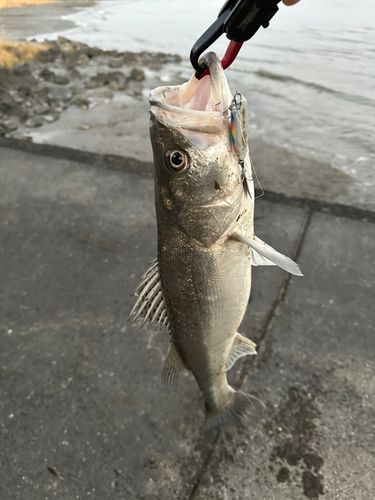 セイゴ（タイリクスズキ）の釣果