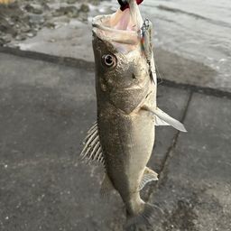 セイゴ（タイリクスズキ）