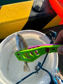 イシモチの釣果