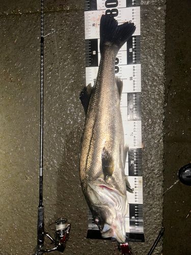 シーバスの釣果