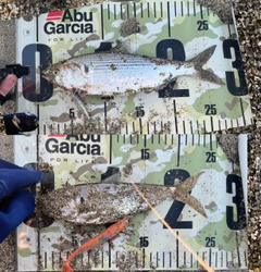 コノシロの釣果