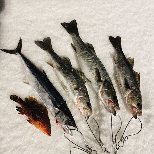 鞠山海遊パーク