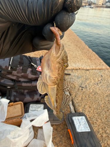 ハゼの釣果