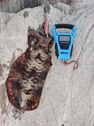 アオリイカの釣果