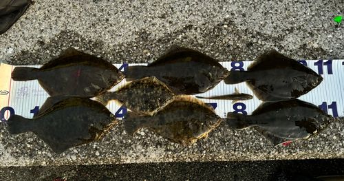 若洲海浜公園海釣り施設