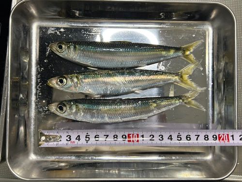 茅ヶ崎ヘッドランド