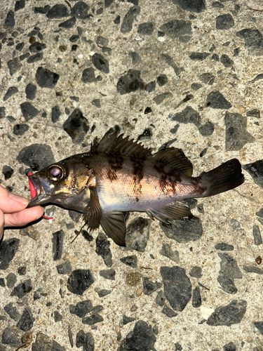 小名浜港市場前