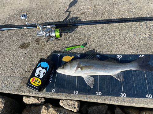 セイゴ（マルスズキ）の釣果