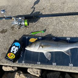 セイゴ（マルスズキ）