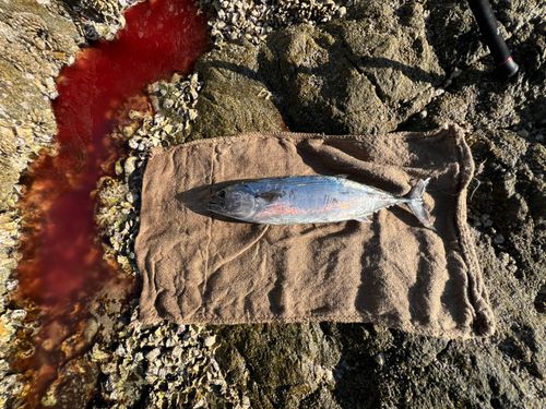 ハガツオの釣果