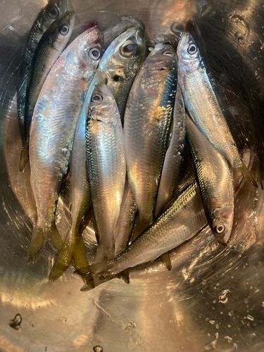 サッパの釣果