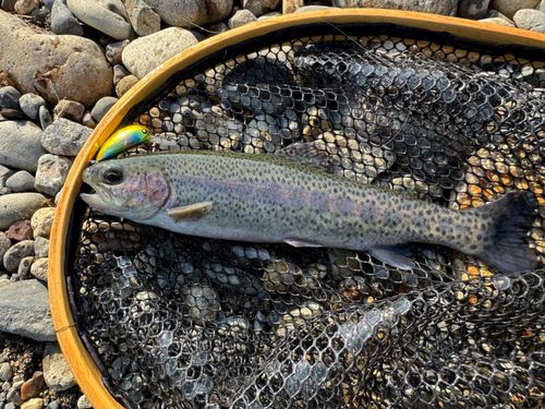 ニジマスの釣果