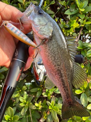 ブラックバスの釣果