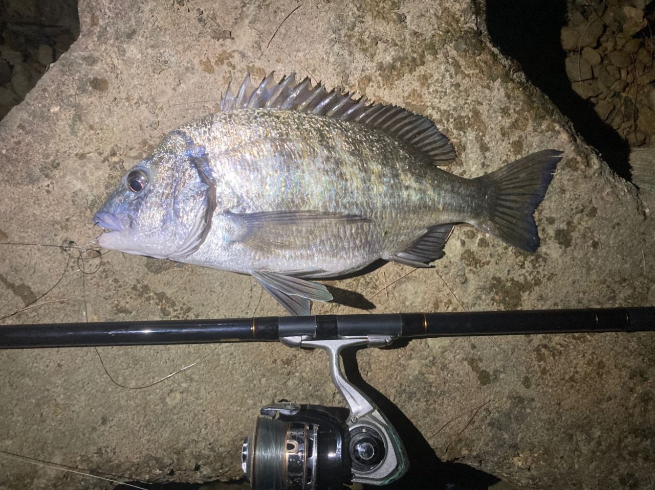 ミナミクロダイ