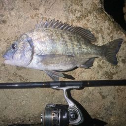 ミナミクロダイ