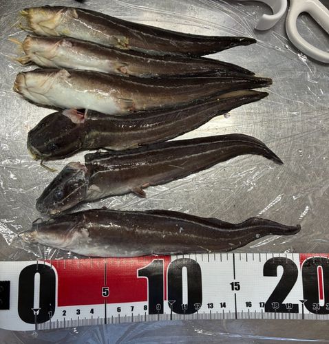 ゴンズイの釣果