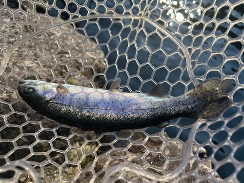 ニジマスの釣果