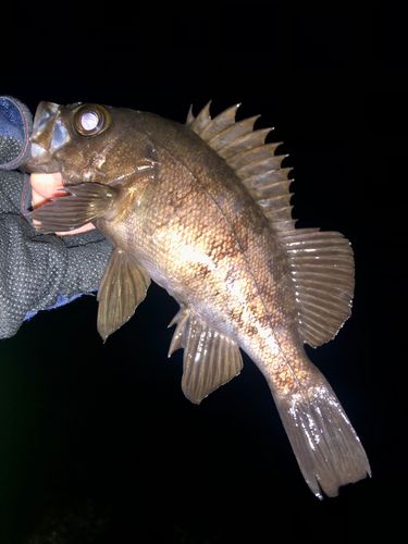 メバルの釣果